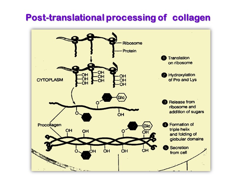 Post-translational processing of  collagen